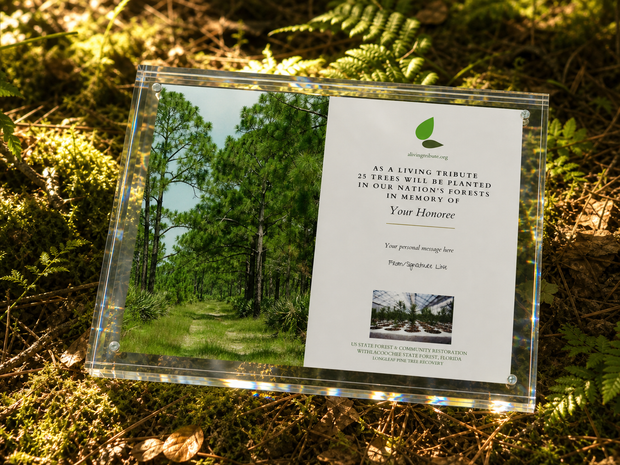A Living Tribute - Crystal Tribute Tree Planting Gift