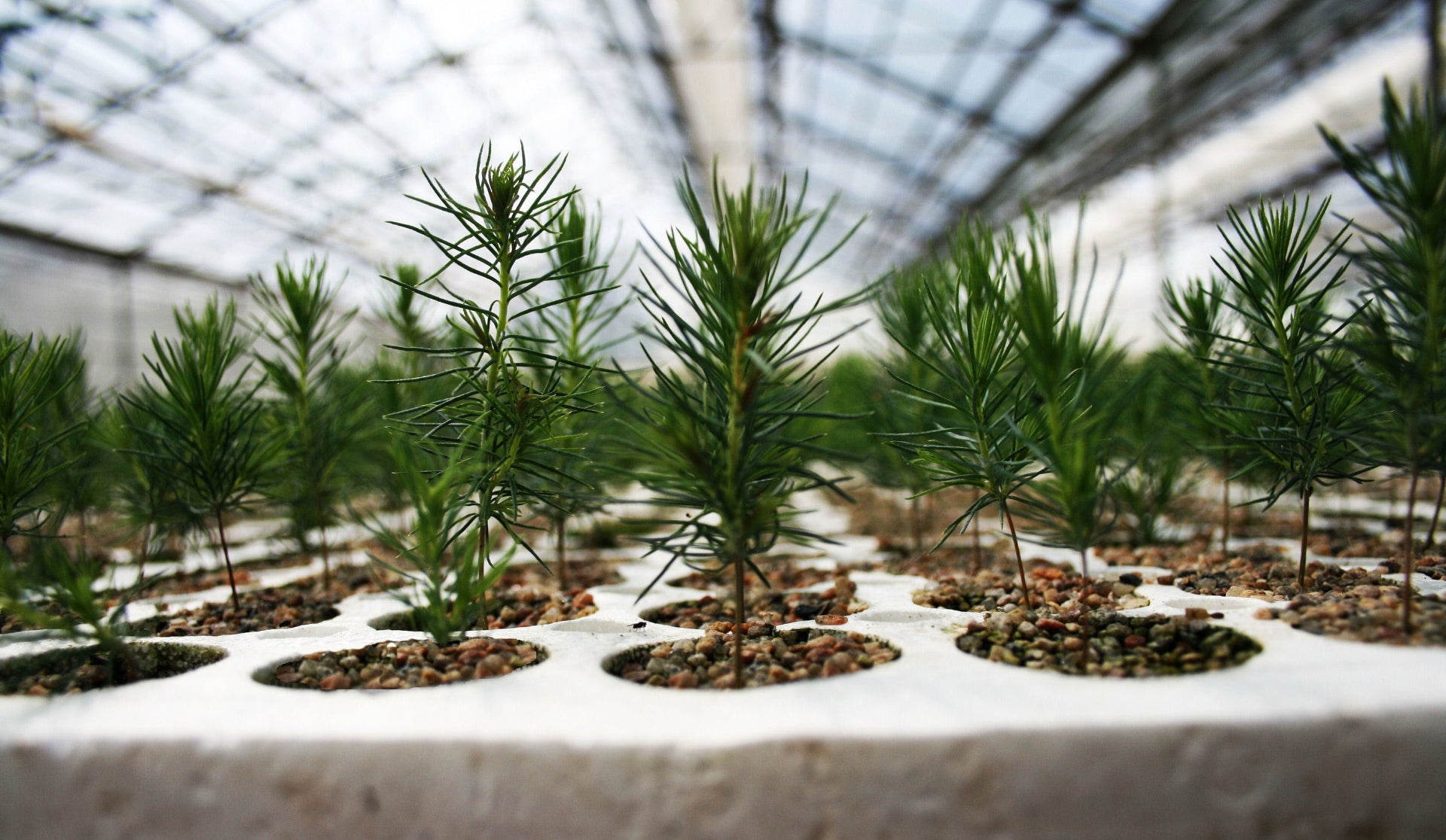 seedlings of trees growing in greenhouse