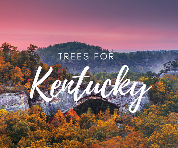 Plant a Tree for Someone in Kentucky - Memorial & Tribute Trees