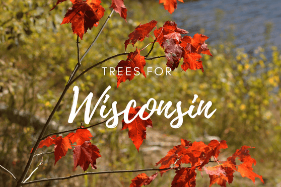 Plant a Tree in Wisconsin