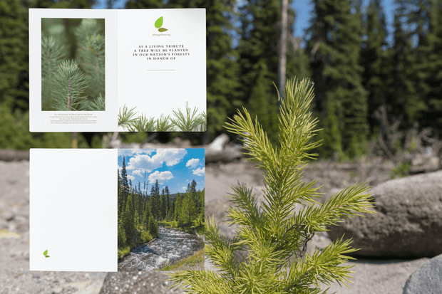 Plant-a-Tree Cards - A Living Tribute