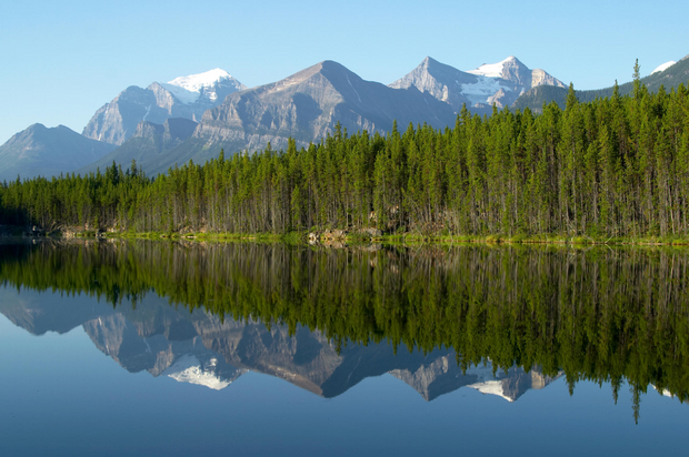 Plant a Tree in Canada with Personalized Photo Card