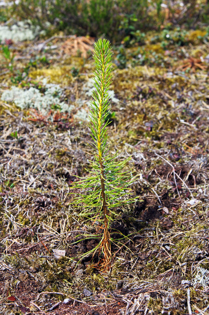 Plant-a-Tree Cards - A Living Tribute