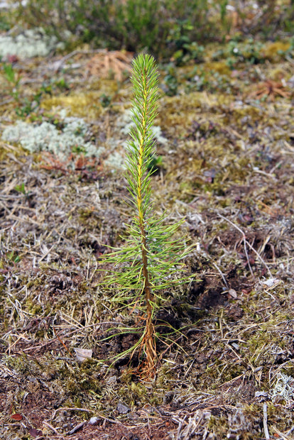 Plant-a-Tree Gift with Deluxe Photo Card