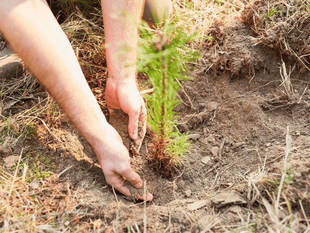 Living Tribute Tree Seedling