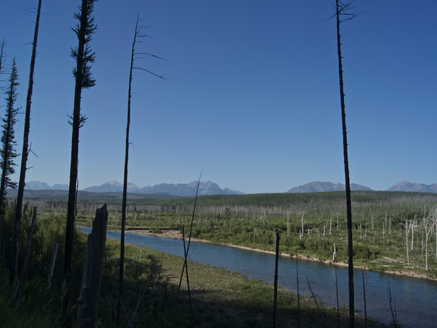 Plant a Tree for Someone in Montana - Memorial & Tribute Trees