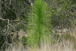 Longleaf Pine Tree Seedling