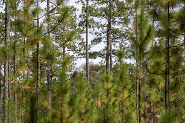 Pine Forest Alabama