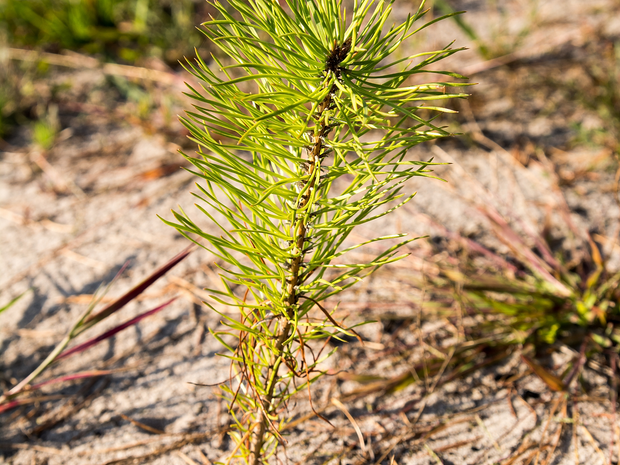 Plant a Tree for Someone in Montana - Memorial & Tribute Trees