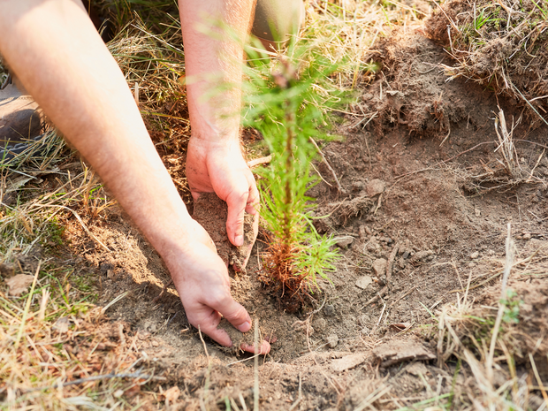 Plant a Tree for Someone in Michigan - Memorial & Tribute Trees