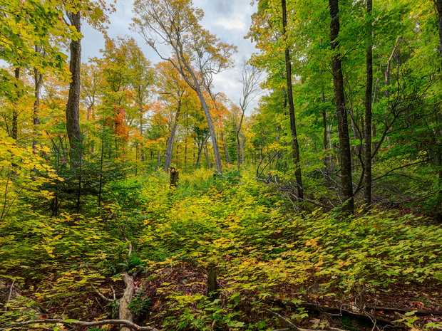 Plant a Tree for Someone in Michigan - Memorial & Tribute Trees