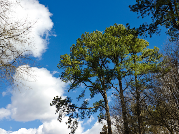 Plant a Tree for Someone in Texas - Memorial & Tribute Trees