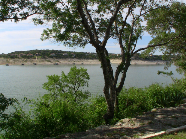 Plant a Tree for Someone in Texas - Memorial & Tribute Trees