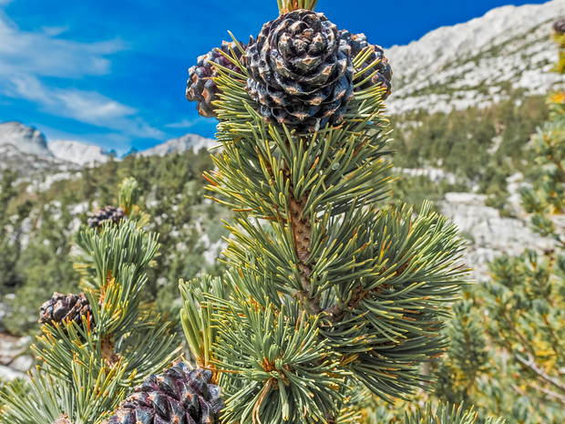 Plant a Tree for Someone in Montana - Memorial & Tribute Trees