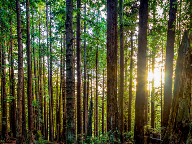 Redwood Forest