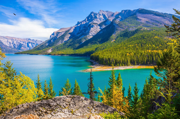 Plant a Tree in Canada with Personalized Photo Card